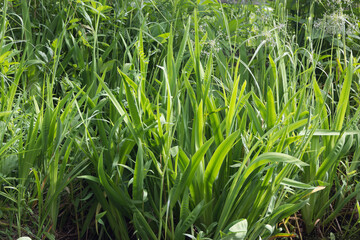 Obraz premium Dense Green Vegetation with Tall Grass and Delicate Plants in Natural Wild Setting