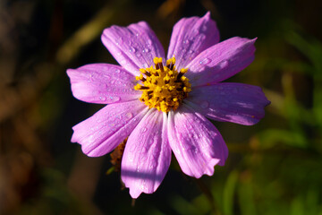 Fototapeta premium Cosmos petals in morning dew. Small drops of dew give the Cosmos flower morning freshness. 