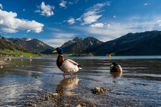 Stockenten am Ufer des Schliersees mit Bergpanorama &ndash; Fr&uuml;hlingsstimmung in Oberbayern