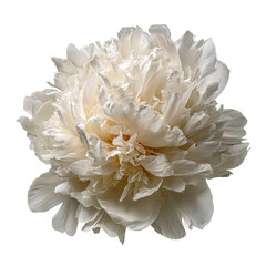 Close-up of a pristine, creamy-white peony.  Soft, delicate petals radiate outward in a full bloom.  Light and shadow highlight the texture