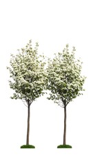 Fototapeta premium Two flowering trees against a white background (1)