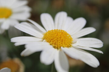 Fototapeta premium Close-up photograph of a white daisy flower, showcasing its delicate petals and vibrant yellow center. The soft natural light and shallow depth of field highlight the beauty 