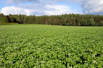 Sunshine on a field of potato plants in Scotland, UK