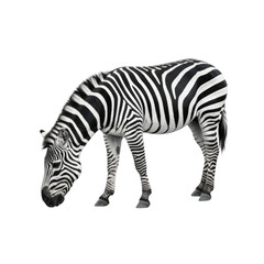 Grazing zebra with black and white stripes isolated on white background