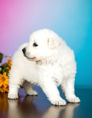 Fluffy white puppy, curious pose, colorful backdrop, sunflowers