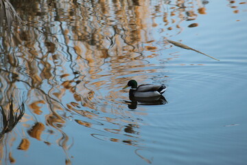 male mallard duck swimming in a river at dusk. The scene captures the calm water, soft evening light, and natural wildlife atmosphere.