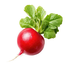 A vibrant red radish with fresh green leaves