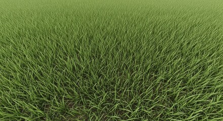 Obraz premium grass texture