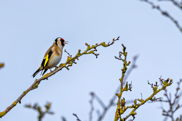 European Goldfinch (Carduelis carduelis) in Dublin (Ireland)