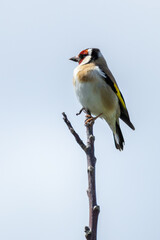 European Goldfinch (Carduelis carduelis) in Dublin (Ireland)
