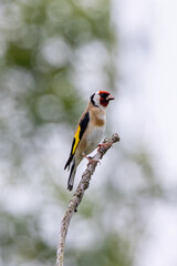 European Goldfinch (Carduelis carduelis) in Dublin (Ireland)
