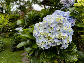 Blue Hydrangea Flowers in Garden
