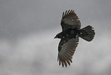 Carrion crow flying over snow (Carrion crow, corneja negra)