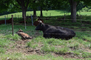 牛の放牧 高原牧場