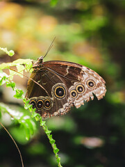 schmetterlinge flügel insekt