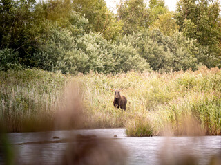 elch im wasser