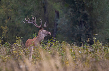 Red deer stag standing in tall grass 