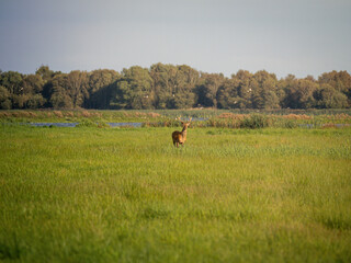 hirsch reh auf feld
