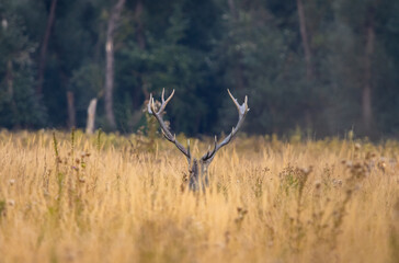 Red Deer resting in tall grass while only antlers are visible