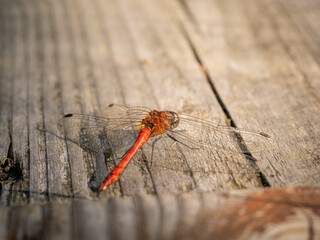 heidelibelle libelle auf holzsteg moor