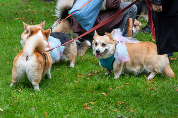 Corgis dressed in colorful accessories gather in a vibrant park setting, showcasing their playful nature during a joyful celebration of canine companionship and community spirit