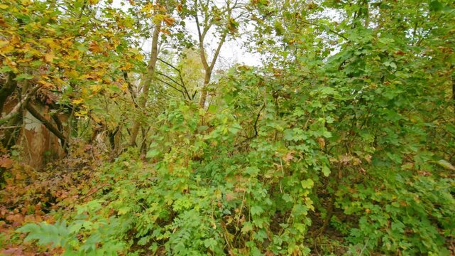 Footage captures the haunting beauty of an abandoned conscription point on Lenin Street within the Chernobyl Exclusion Zone.
