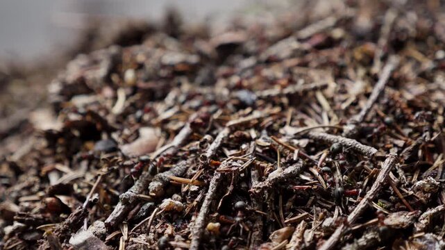 Close up look at ants on the forest floor details showcasing twigs and natural debris in slow motion