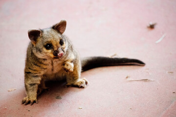 the young brush tailed possum fell off its mother