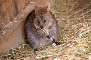 the quokka is eating straw