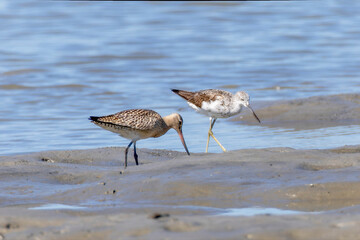 干潟を歩くアオアシシギとオオソリハシシ