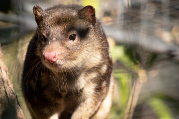 Spotted-tailed Quolls are marsupials which have rich red to dark brown fur and covered with white spots on the back which continue down the tail.