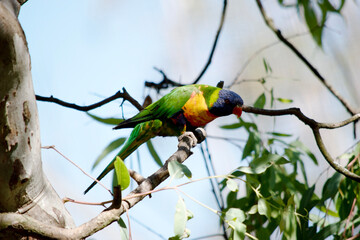 the rainbow lorikeet is perched in a tree