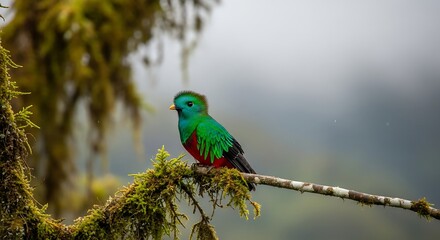 Resplendent Quetzal perched on a branch in a misty forest of Central America