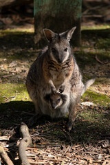 the tammar wallaby has a joey in its pouch