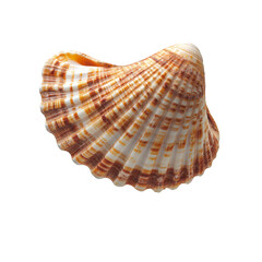 Obraz premium Shell with a brown and white pattern