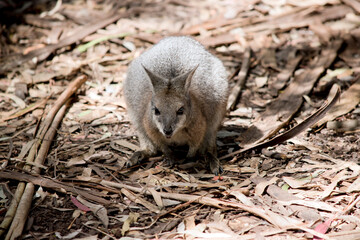 the tammar wallaby is searching for food amongst the leaves