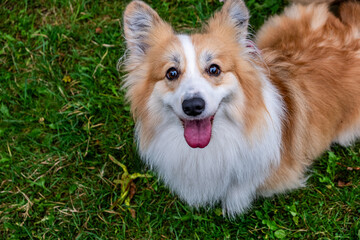 Corgi dog with fluffy coat and joyful expression stands on green grass, showcasing its playful...