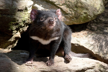 this is a close up of a Tasmanian devil