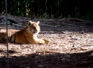Tiger cubs have a coat of golden fur with dark stripes, the tiger is the largest wild cat in the world.
