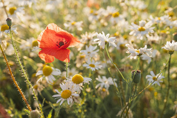 Fototapeta premium Idyllic summer meadow brimming with blooming daisies and vibrant red poppies under warm golden light. Captures rustic charm, natural beauty, and a serene outdoor atmosphere