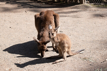 Western grey are large, muscular animals. they are grayish-brown to reddish-brown with a small head, large ears, and a long thick tail used for balance.