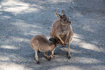 the joey is trying to get milk from its mothers pouch