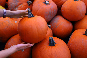 Hands choosing pumpkins  People’s hands selecting bright orange pumpkins from large harvest pile in autumn field