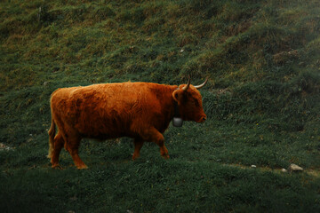 Brown cow in field Brown cow grazing peacefully on a green mountain meadow in soft natural daylight