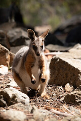 this is a joey yellow footed rock wallaby