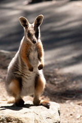 this is a joey yellow footed rock wallaby