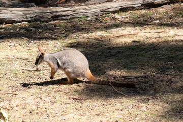 this is a side view of a yellow footed rock wallaby