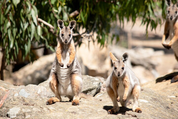 the two yellow footed rock wallabies are standing on a rock