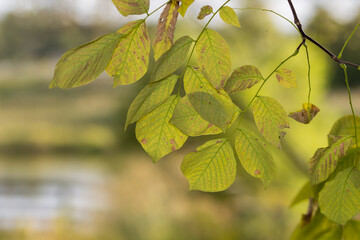 Close up view of American Yellowwood tree leaves in early autumn time