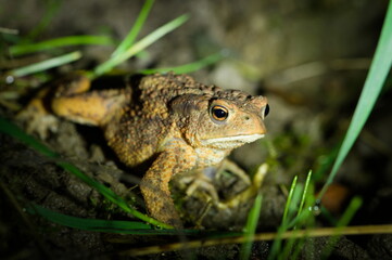 A common toad (Bufo bufo) captured in the darkness, lit by a beam of light, highlighting its rough skin texture.